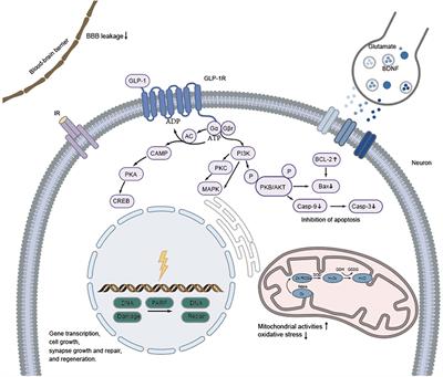 Neuroprotective Mechanisms of Glucagon-Like Peptide-1-Based Therapies in Ischemic Stroke: An Update Based on Preclinical Research